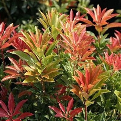 Gardeners Dream - PIERIS Mountain Fire - Persistant - Plant - Publicité Gardeners Dream - PIERIS Mountain Fire - Persistant - Plant - Publicité
