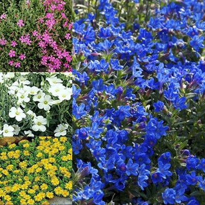 GARDENERSDREAM MÉLANGE 6 FLEURS ALPINES 6 VARIÉTÉS GRANDES PLANTES PERSISTANTES COLORÉES À FLEURS EN POT - Publicité GARDENERSDREAM MÉLANGE 6 FLEURS ALPINES 6 VARIÉTÉS GRANDES PLANTES PERSISTANTES COLORÉES À FLEURS EN POT - Publicité