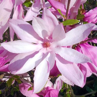 GARDENERSDREAM Magnolia Betty arbuste de jardin à feuilles caduques résistant avec des fleurs roses fuchsia en pot de 9 cm. Publicité GARDENERSDREAM Magnolia Betty arbuste de jardin à feuilles caduques résistant avec des fleurs roses fuchsia en pot de 9 cm. Publicité