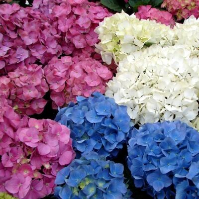 Gardeners Dream - Hydrangea macrophylla - 9cm - Plant - Publicité Gardeners Dream - Hydrangea macrophylla - 9cm - Plant - Publicité