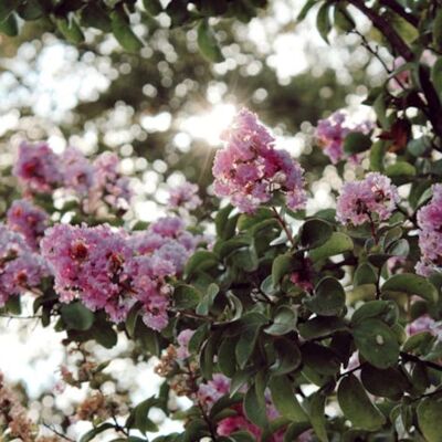 PLANTES AVENUE Lilas des Indes Muskogee Lagerstroemia - Publicité PLANTES AVENUE Lilas des Indes Muskogee Lagerstroemia - Publicité