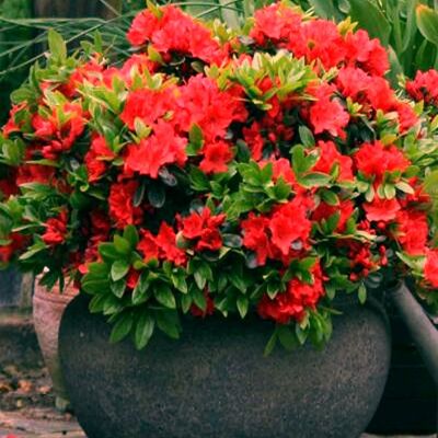 Azalée Rouge GardenersDream (1 pièce) - Plante Arbuste Rhododendron Japonais - Azalee du Japon Persistante Robuste - Publicité Azalée Rouge GardenersDream (1 pièce) - Plante Arbuste Rhododendron Japonais - Azalee du Japon Persistante Robuste - Publicité