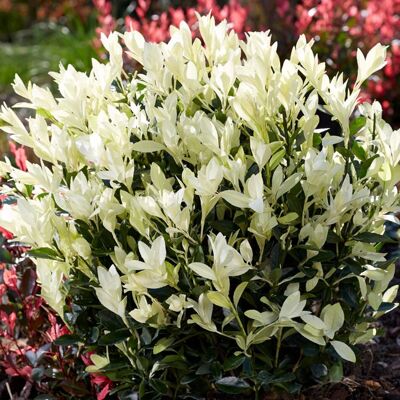 GARDENERSDREAM Euonymus Himalaya arbuste persistant prêt à planter dans un pot de fleurs est un fusain japonais pour jardin. Publicité GARDENERSDREAM Euonymus Himalaya arbuste persistant prêt à planter dans un pot de fleurs est un fusain japonais pour jardin. Publicité