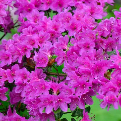 GARDENERSDREAM Azalée Geisha Violet - Plantes Vivaces AZALEE DU JAPON pour Jardin & Balcon - Arbustes à Fleurs Persistantes en Pot - Publicité GARDENERSDREAM Azalée Geisha Violet - Plantes Vivaces AZALEE DU JAPON pour Jardin & Balcon - Arbustes à Fleurs Persistantes en Pot - Publicité