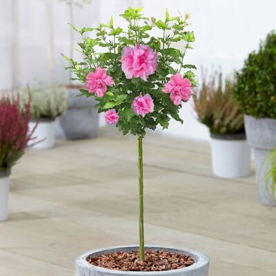 GARDENERSDREAM Hibiscus Ardens - Rose of Sharon Arbre en pot à feuilles caduques pour jardins et patios. Publicité GARDENERSDREAM Hibiscus Ardens - Rose of Sharon Arbre en pot à feuilles caduques pour jardins et patios. Publicité