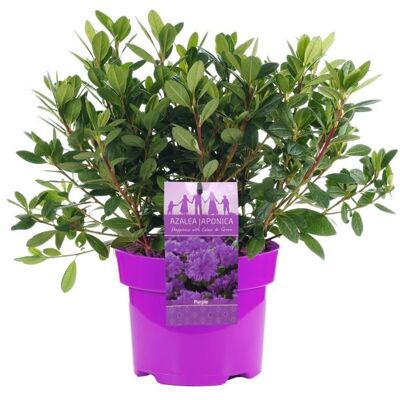 GARDENERSDREAM AZALEE DU JAPON VIOLETTE ARBUSTE À FEUILLES PERSISTANTES PLANTE DE JARDIN RUSTIQUE EN 2L POT x 1 - Publicité GARDENERSDREAM AZALEE DU JAPON VIOLETTE ARBUSTE À FEUILLES PERSISTANTES PLANTE DE JARDIN RUSTIQUE EN 2L POT x 1 - Publicité