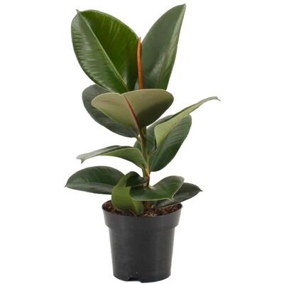 Gardeners Dream Ficus Robusta - Plante - Publicité Gardeners Dream Ficus Robusta - Plante - Publicité