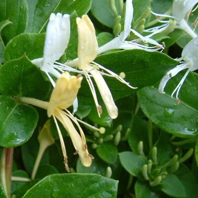 GARDENERSDREAM Chèvrefeuille du Japon Halliana Lonicera japonica Arbuste grimpant rustique Pot 9 cm - Publicité GARDENERSDREAM Chèvrefeuille du Japon Halliana Lonicera japonica Arbuste grimpant rustique Pot 9 cm - Publicité