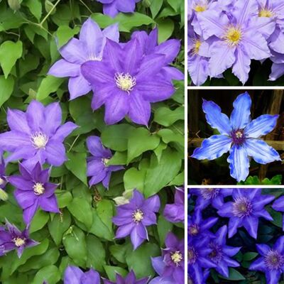 GARDENERSDREAM 1 CLÉMATITE BLEU-VIOLET GRANDE PLANTE GRIMPANTE FLORIFÈRE RUSTIQUE EN POT - Publicité GARDENERSDREAM 1 CLÉMATITE BLEU-VIOLET GRANDE PLANTE GRIMPANTE FLORIFÈRE RUSTIQUE EN POT - Publicité
