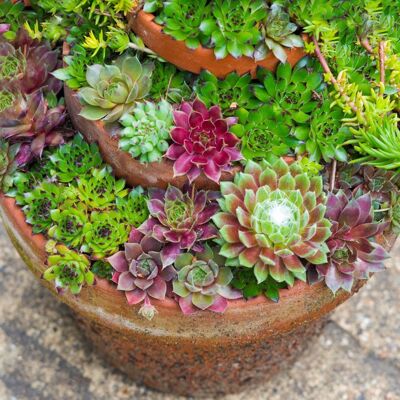 GARDENERSDREAM Sempervivum Mix - 5 plantes succulente dintérieur Hen & Chicks 5-15cm avec pot - Publicité GARDENERSDREAM Sempervivum Mix - 5 plantes succulente dintérieur Hen & Chicks 5-15cm avec pot - Publicité