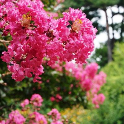 PLANTES AVENUE Lilas des Indes Bergerac® Lagerstroemia - Publicité PLANTES AVENUE Lilas des Indes Bergerac® Lagerstroemia - Publicité
