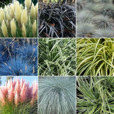 GARDENERSDREAM Mélange 5 Herbacées - Plantes dextérieur à feuilles persistantes en pot 9 cm - Publicité GARDENERSDREAM Mélange 5 Herbacées - Plantes dextérieur à feuilles persistantes en pot 9 cm - Publicité