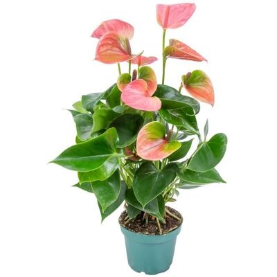 Bloomique - Anthurium Aristo - Rose - 12 cm - Plante - Publicité Bloomique - Anthurium Aristo - Rose - 12 cm - Plante - Publicité