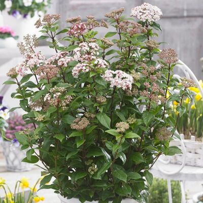 GARDENERSDREAM Viburnum Spirit arbuste persistant dextérieur au parfum blanc en pot fleuri. Publicité GARDENERSDREAM Viburnum Spirit arbuste persistant dextérieur au parfum blanc en pot fleuri. Publicité