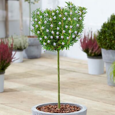 GARDENERSDREAM Romarin Rosmarinus Officinalis Arbrisseau ornemental en pot à feuillage persistant pour petits jardins - Publicité GARDENERSDREAM Romarin Rosmarinus Officinalis Arbrisseau ornemental en pot à feuillage persistant pour petits jardins - Publicité