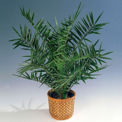 GARDENERSDREAM Palmier dattier des canaries Phoenix Canariensis Plante exotique dextérieur Pot 15 cm - Publicité GARDENERSDREAM Palmier dattier des canaries Phoenix Canariensis Plante exotique dextérieur Pot 15 cm - Publicité