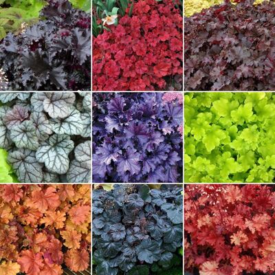 GARDENERSDREAM 5 X Mélange dheuchères - Plantes en Pots de Grande Qualité Cultivées au Royaume-Uni - Publicité GARDENERSDREAM 5 X Mélange dheuchères - Plantes en Pots de Grande Qualité Cultivées au Royaume-Uni - Publicité