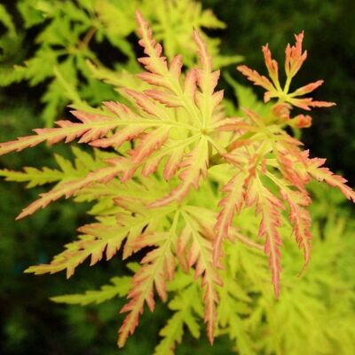GARDENERSDREAM Acer palmatum Seiryu Érable japonais Petite plante de jardin à feuilles caduques Arbuste en pot - Publicité GARDENERSDREAM Acer palmatum Seiryu Érable japonais Petite plante de jardin à feuilles caduques Arbuste en pot - Publicité