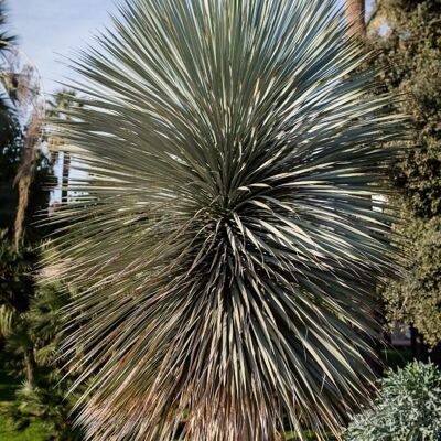 FLEUR Yucca rostrata 50 cm Pot 20L - Publicité FLEUR Yucca rostrata 50 cm Pot 20L - Publicité