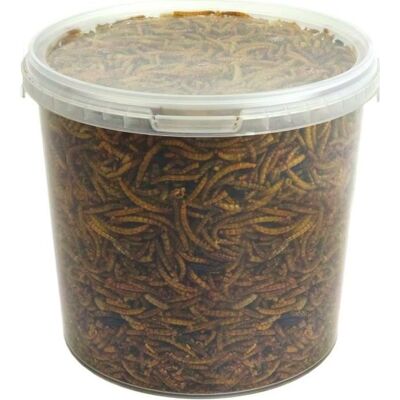 GardenersDream - Dried Mealworms - 5L - Nourriture pour oiseaux - Publicité GardenersDream - Dried Mealworms - 5L - Nourriture pour oiseaux - Publicité
