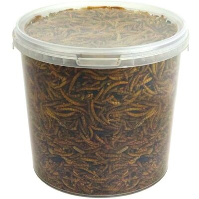 GardenersDream - Dried Mealworms - 2.5L - Bird Food - Publicité GardenersDream - Dried Mealworms - 2.5L - Bird Food - Publicité