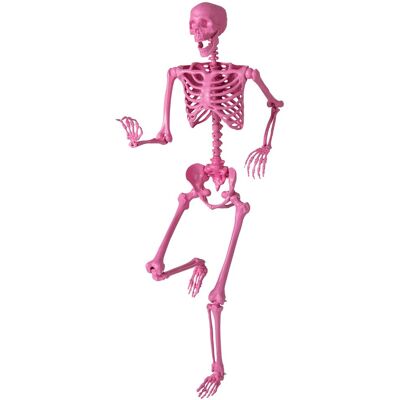 CostwaySquelette Rose d'Halloween de 160 cm Squelette Grandeur Nature Articulé avec Articulations Mobiles pour Décor de Cimetière - Publicité CostwaySquelette Rose d'Halloween de 160 cm Squelette Grandeur Nature Articulé avec Articulations Mobiles pour Décor de Cimetière - Publicité