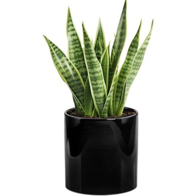 Sans Marque Boîtier En Céramique Noire, Cylindre, 23 Cm - Publicité Sans Marque Boîtier En Céramique Noire, Cylindre, 23 Cm - Publicité