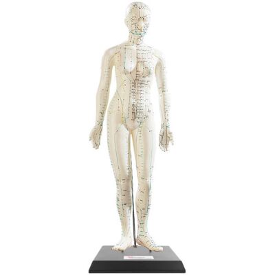 Modèle D'Acupuncture 45 Cm - Femme - Newgen Medicals - Publicité Modèle D'Acupuncture 45 Cm - Femme - Newgen Medicals - Publicité