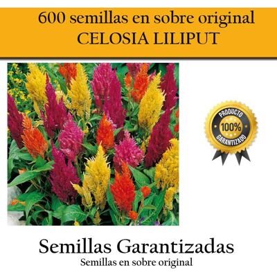 Intersemillas Graines De Fleurs De Célosie De Couleurs Variété Liliput Avec 600 Graines - Publicité Intersemillas Graines De Fleurs De Célosie De Couleurs Variété Liliput Avec 600 Graines - Publicité