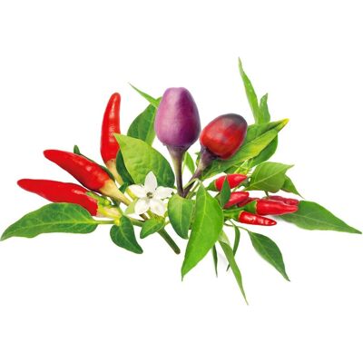 Recharge de jardin intelligent Click & Grow 9-pack mélange de piments - Publicité Recharge de jardin intelligent Click & Grow 9-pack mélange de piments - Publicité