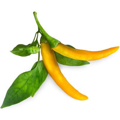 Click & Grow Piment Jaune / 3-Pack – Capsules De Piment Fort Décoratif Pour Jard - Publicité Click & Grow Piment Jaune / 3-Pack – Capsules De Piment Fort Décoratif Pour Jard - Publicité