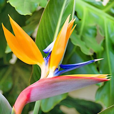 Graines de fleurs royales pour la maison et le jardin 5 pièces -TORAF - Publicité Graines de fleurs royales pour la maison et le jardin 5 pièces -TORAF - Publicité