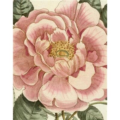 ART John Derian picture book II - Publicité ART John Derian picture book II - Publicité