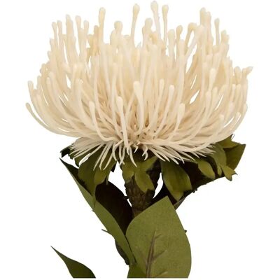 Plante artificielle Present Time Protea Flower Large Blanc 12,01x73,1 cm - Publicité Plante artificielle Present Time Protea Flower Large Blanc 12,01x73,1 cm - Publicité