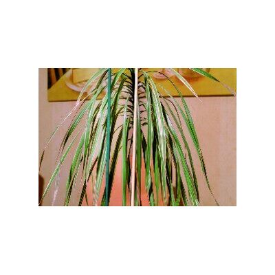 floraworld Tige en éclats naturel, diamètre 4-4,5 mm, 50 cm, lot de 10 (010980) - Publicité floraworld Tige en éclats naturel, diamètre 4-4,5 mm, 50 cm, lot de 10 (010980) - Publicité