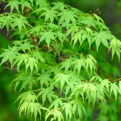 Fleur Érable palmé Dissectum - Acer palmatum dissectum 40 cm - Publicité Fleur Érable palmé Dissectum - Acer palmatum dissectum 40 cm - Publicité