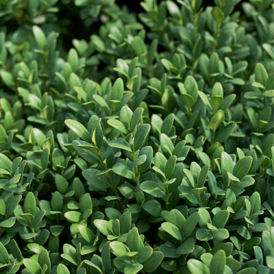Fleur Buis semp pyramide - Buxus semp pyramide 30cm - Publicité Fleur Buis semp pyramide - Buxus semp pyramide 30cm - Publicité