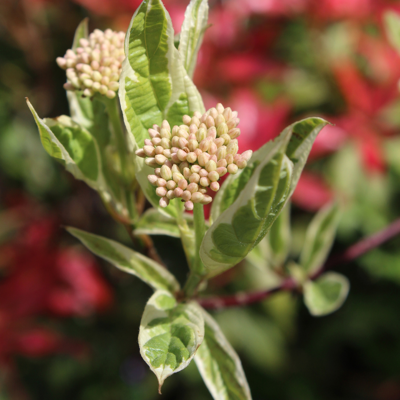 Fleur Cornouiller blanc sibirica - Cornus alba sibirica 40/60 cm Pot 3L - Publicité Fleur Cornouiller blanc sibirica - Cornus alba sibirica 40/60 cm Pot 3L - Publicité
