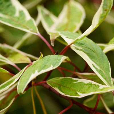 Fleur Cornouiller blanc sibirica variegata - Cornus alba sibirica variegata 40/60 cm Pot 3L - Publicité Fleur Cornouiller blanc sibirica variegata - Cornus alba sibirica variegata 40/60 cm Pot 3L - Publicité