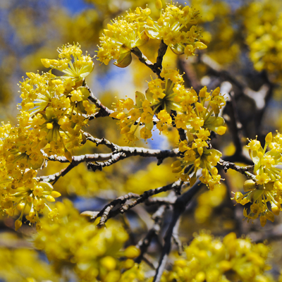 Fleur Cornouiller stolonifère flaviramea - Cornus stolonifera flaviramea 60/80 cm Pot 3L - Publicité Fleur Cornouiller stolonifère flaviramea - Cornus stolonifera flaviramea 60/80 cm Pot 3L - Publicité