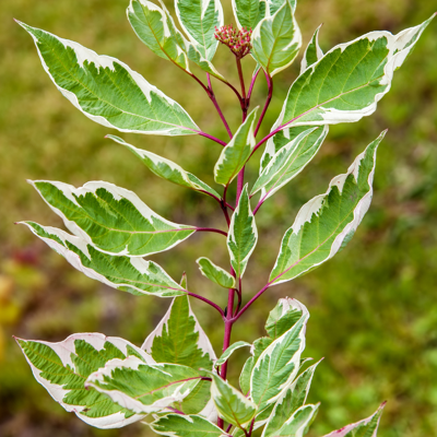 Fleur Cornouiller blanc miracle - Cornus alba miracle 60/80 cm Pot 3L - Publicité Fleur Cornouiller blanc miracle - Cornus alba miracle 60/80 cm Pot 3L - Publicité