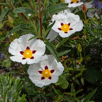 Fleur Mauve en arbre - Hibiscus syriacus red heart 40/60 cm Pot 3L - Publicité Fleur Mauve en arbre - Hibiscus syriacus red heart 40/60 cm Pot 3L - Publicité