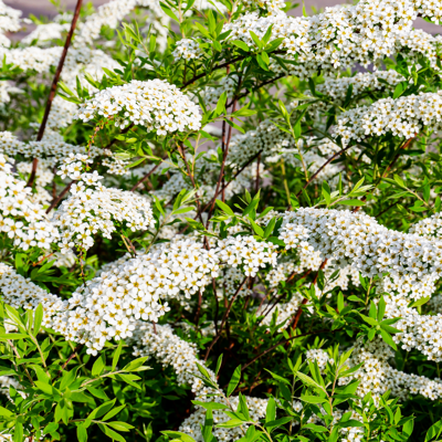 Fleur Spirée cinerea grefsheim - Spiraea cinerea grefsheim 40/60 cm Pot 3L - Publicité Fleur Spirée cinerea grefsheim - Spiraea cinerea grefsheim 40/60 cm Pot 3L - Publicité