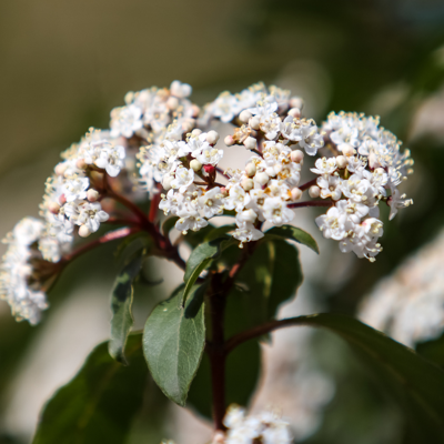 Fleur Viorne tin - Viburnum tinus 30cm - Publicité Fleur Viorne tin - Viburnum tinus 30cm - Publicité