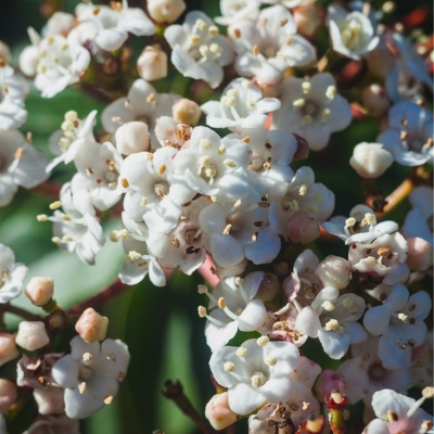 Fleur Viorne tin eve price - Viburnum tinus eve price 30cm - Publicité Fleur Viorne tin eve price - Viburnum tinus eve price 30cm - Publicité