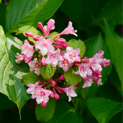 Fleur Weigela rosea - Weigela rosea 40/60 cm Pot 3L - Publicité Fleur Weigela rosea - Weigela rosea 40/60 cm Pot 3L - Publicité