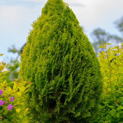 Fleur Thuya géant Atrovirens - Thuja plicata Atrovirens 100cm en Pot - Publicité Fleur Thuya géant Atrovirens - Thuja plicata Atrovirens 100cm en Pot - Publicité