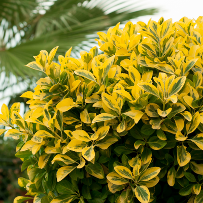 Fleur Troène doré - Ligustrum ovalifolium Aureum 50/60 cm Pot 3L - Publicité Fleur Troène doré - Ligustrum ovalifolium Aureum 50/60 cm Pot 3L - Publicité