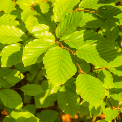 Fleur Hêtre commun - Fagus sylvatica 60cm en Pot - Publicité Fleur Hêtre commun - Fagus sylvatica 60cm en Pot - Publicité