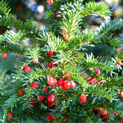 Fleur If à baies - Taxus baccata 60cm en Pot - Publicité Fleur If à baies - Taxus baccata 60cm en Pot - Publicité